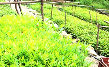 बाबियाचौरमा टिमुरका बिरुवा वितरण