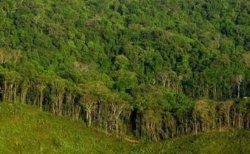 वन क्षेत्रको संरक्षण र प्रवद्र्धनात्मक कार्यका लागि ‘वन विकास कोष’ स्थापना गरिने