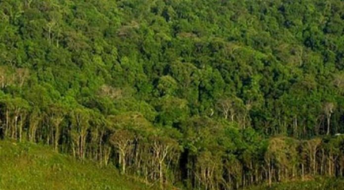 वन क्षेत्रमा ‘सुधार कार्ययोजना’ ले अपेक्षाकृत उपलब्धि हासिल गर्दै